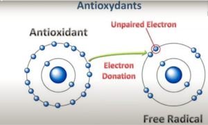 Antioxidant